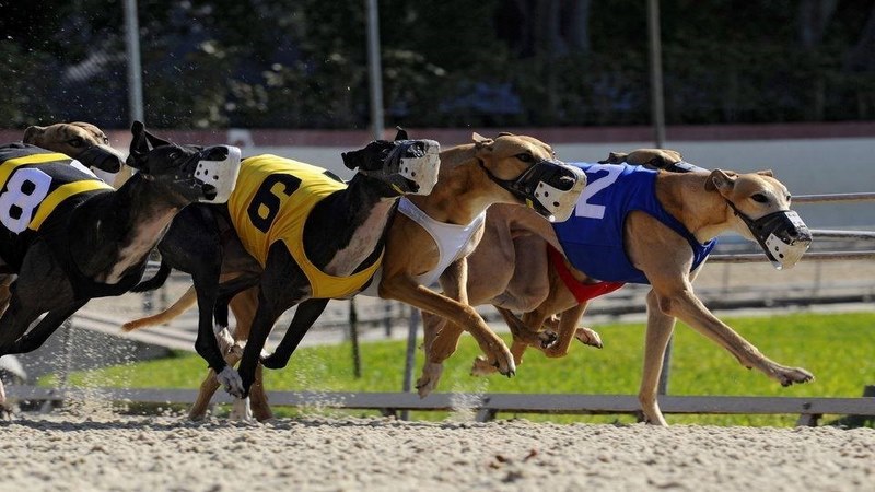 Cá cược đua chó là môn thể thao trang tài giữa những chú chó với nhau